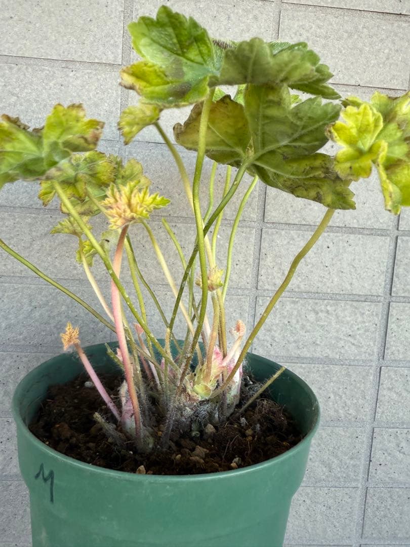 珍しいゼラニウム苗