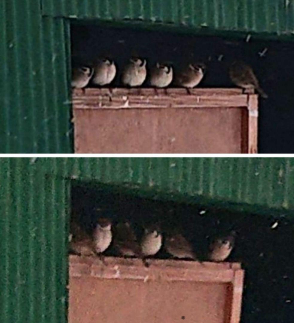 ハル様確認用野鳥のごはん