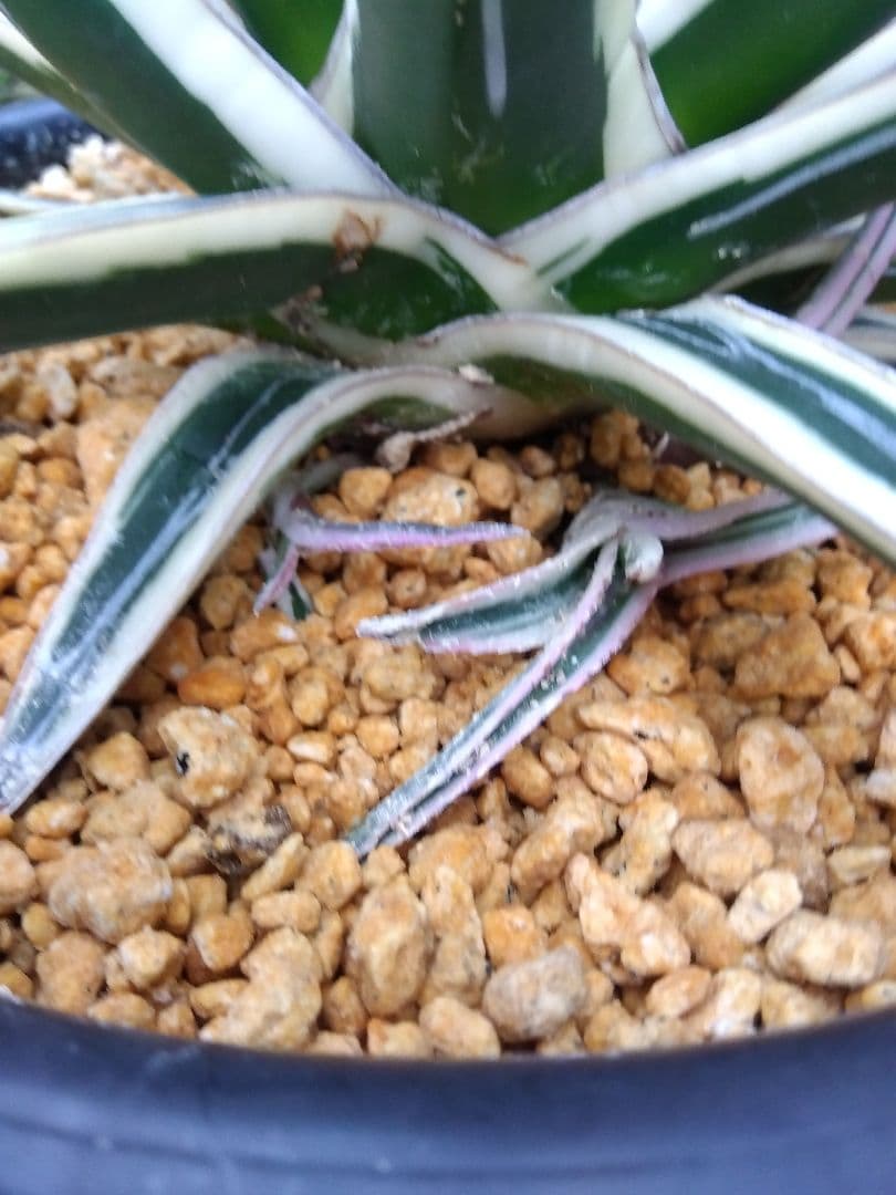 アガベ　氷山　特大28センチ❗子株3株つき❗　①