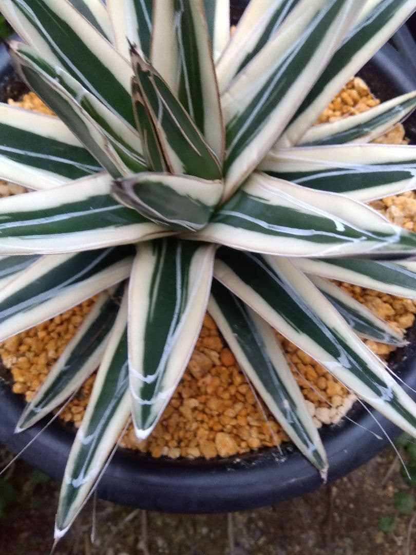 アガベ　氷山　特大28センチ❗子株3株つき❗　①