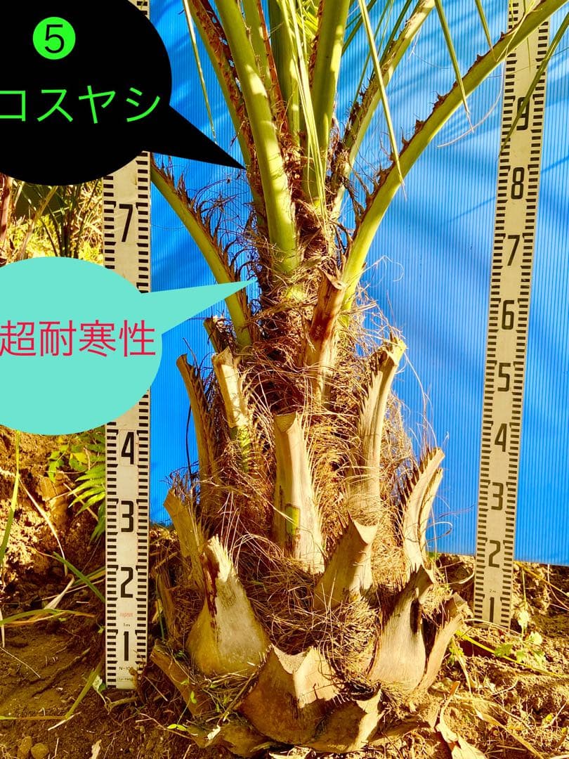 送料込み❗️ココスヤシ 超耐寒性 シンボルツリー