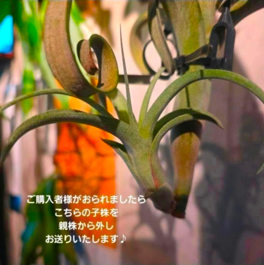 珍品！親株はヴィヴィパラ 希少 チランジア エアープランツ【カーリースリム】