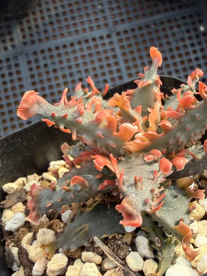 アロエ　ハイブリッド　Aloe hybrid 第四種　Ju3