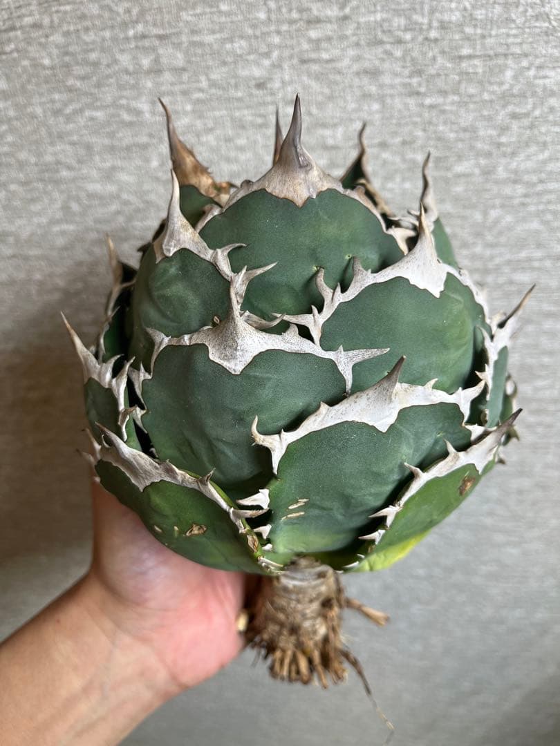 【コレクション株】ノーネーム　ボールタイプ　アガベ