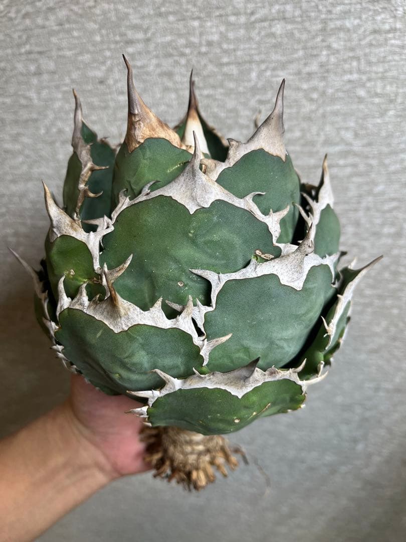 【コレクション株】ノーネーム　ボールタイプ　アガベ