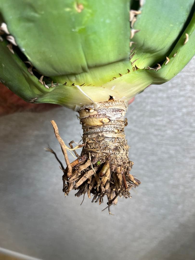 【コレクション株】ノーネーム　ボールタイプ　アガベ