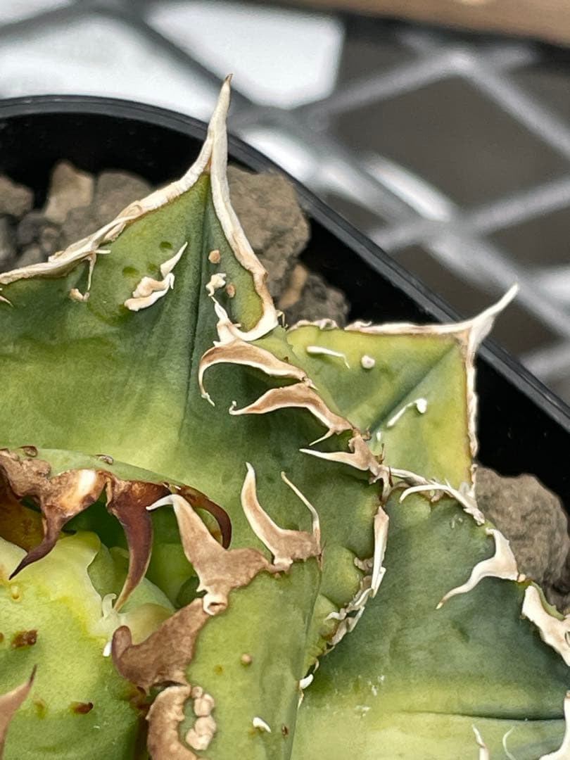 く*様 アガベ　チタノタ　冰雹　鉢のままメルカリ便発送