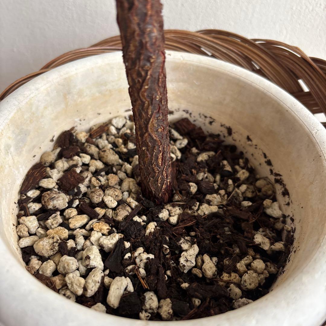 パンノキ　85cm 鉢　観葉植物　実生　グリーン　レア　ハワイアンキルト　ハワイ