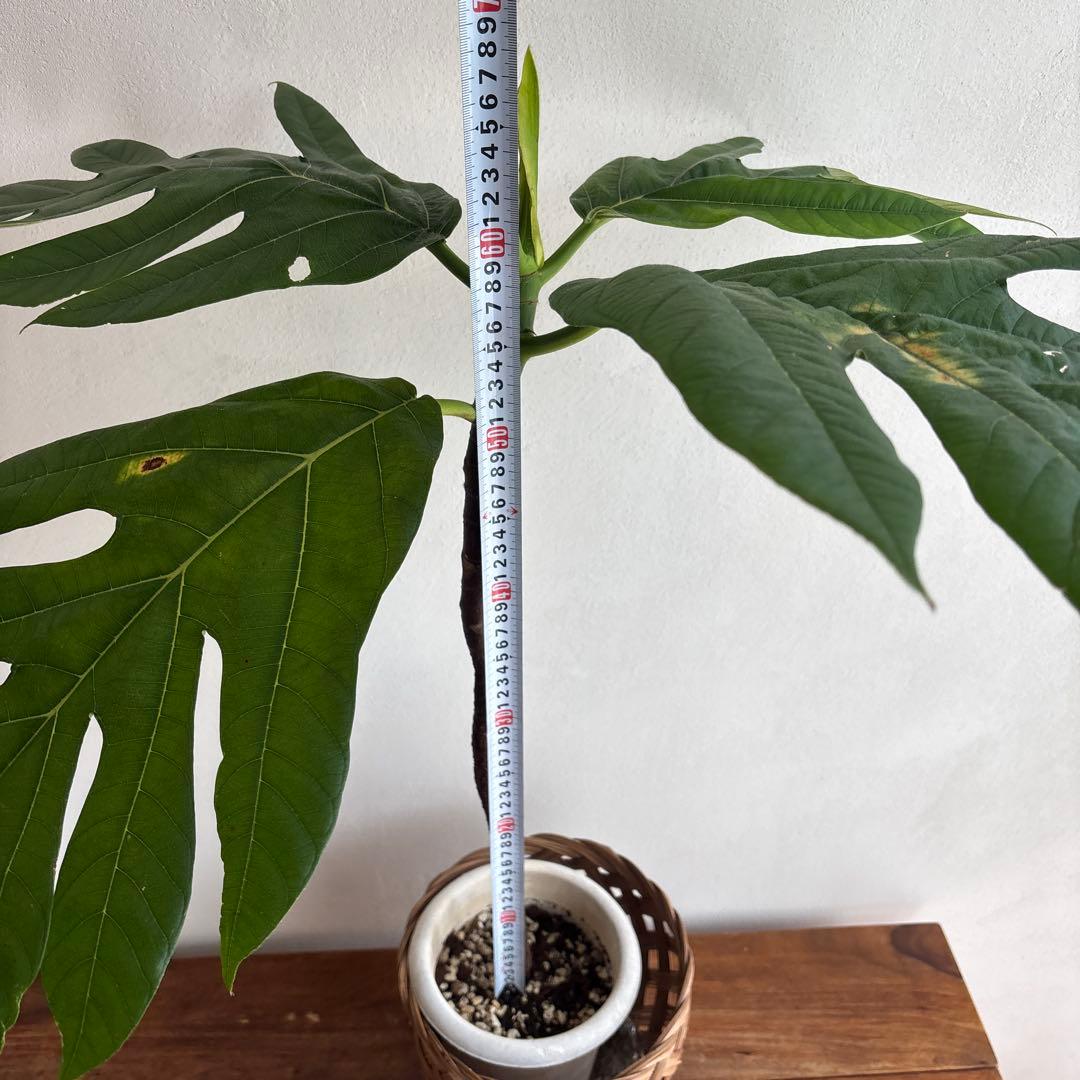 パンノキ　85cm 鉢　観葉植物　実生　グリーン　レア　ハワイアンキルト　ハワイ