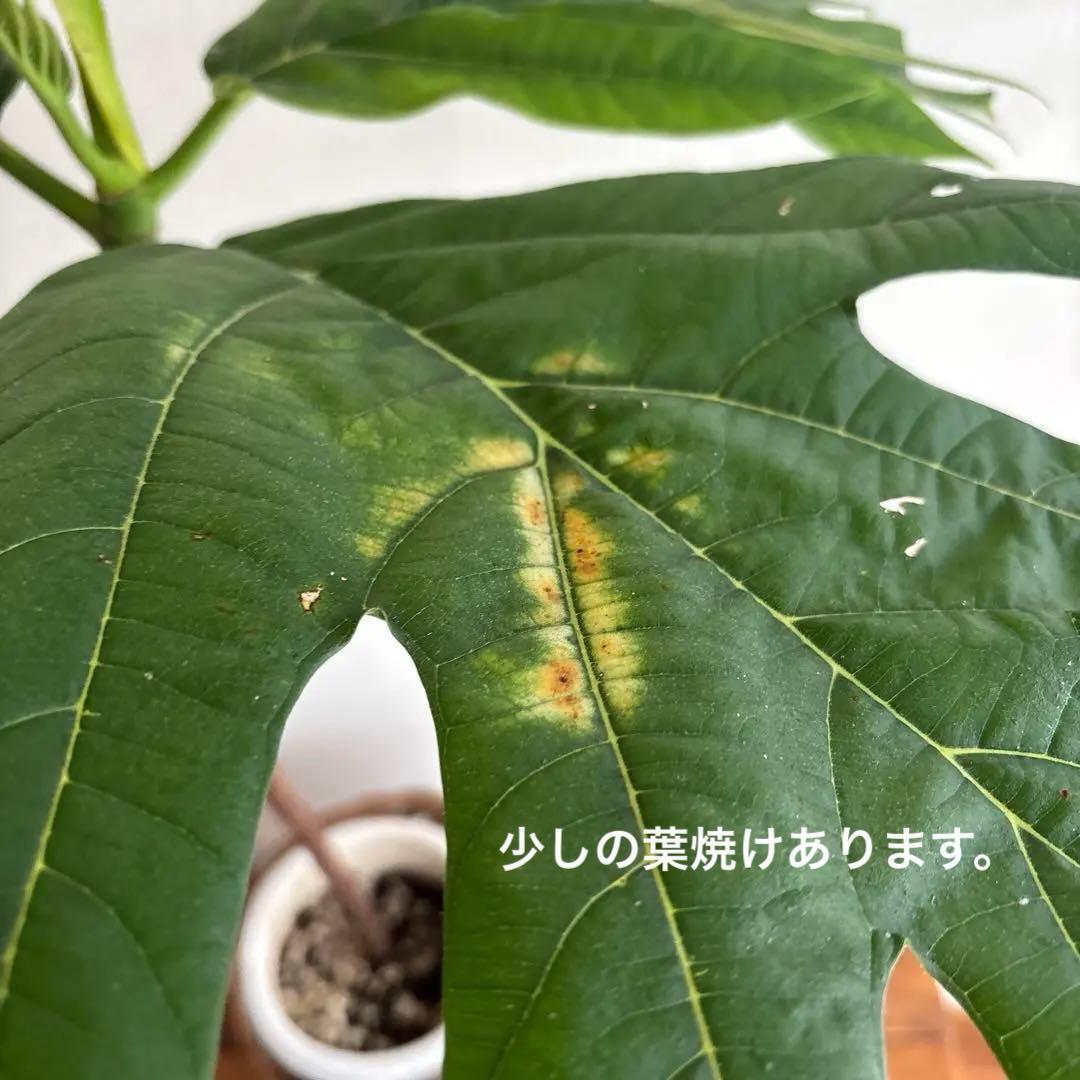 パンノキ　85cm 鉢　観葉植物　実生　グリーン　レア　ハワイアンキルト　ハワイ