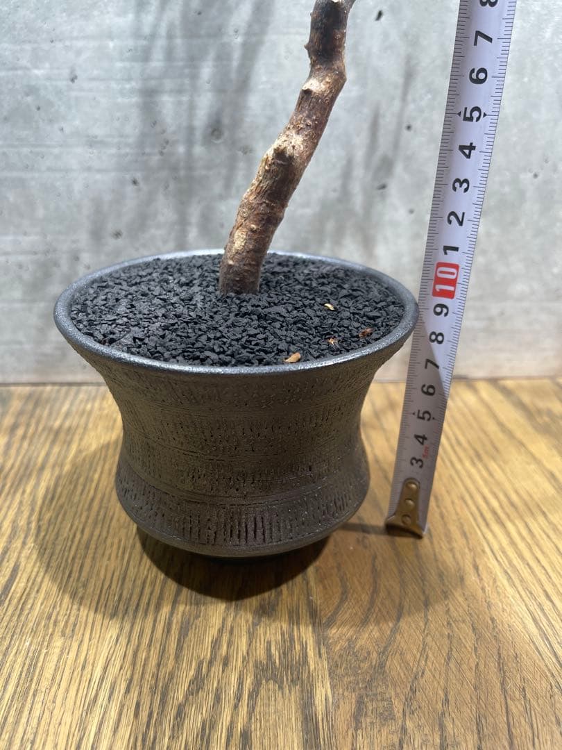 に*)様 コミフォラモンストローサ