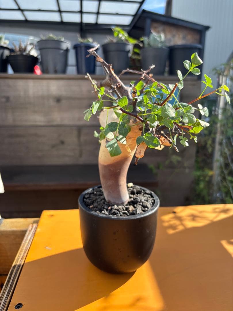 スーさんコミフォラ・カタフ・ピュア　発根済み鉢付き　現地株