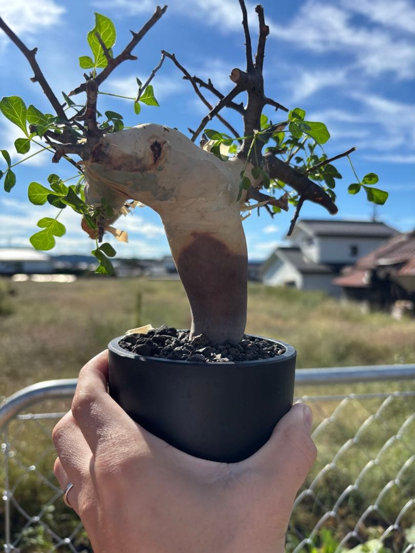 スーさんコミフォラ・カタフ・ピュア　発根済み鉢付き　現地株