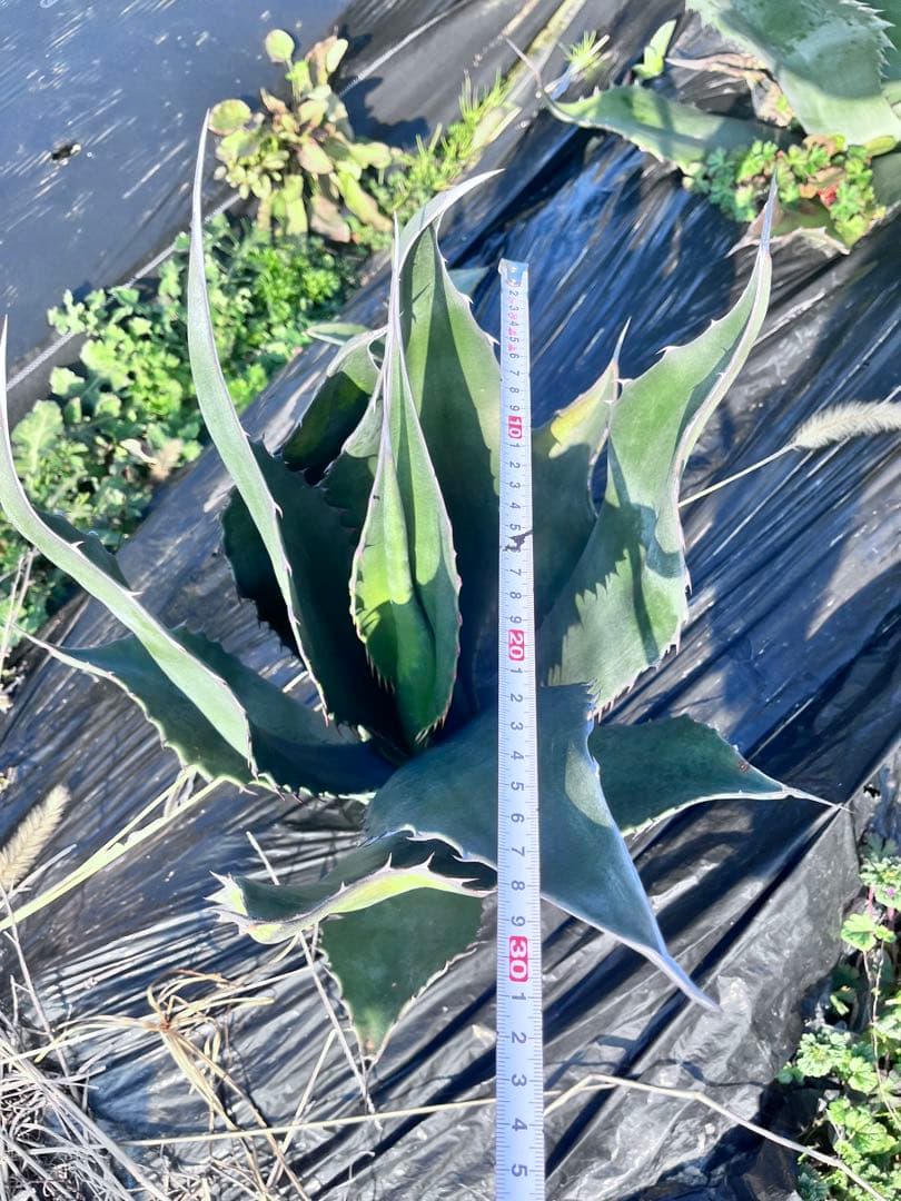 【‼︎大株‼︎】アガベ　ミラビリス