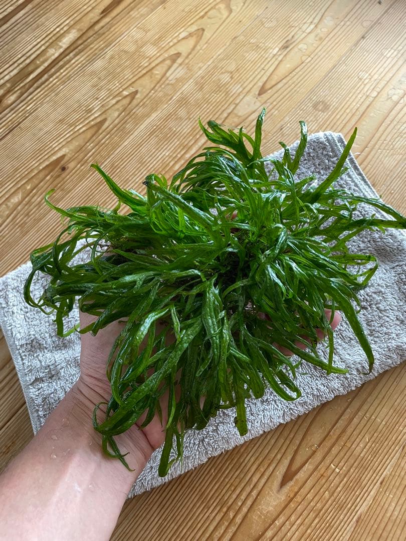 ボルビディスヒュディロティ　ミクロソリウムトライデント　ミクロソリウムナロー