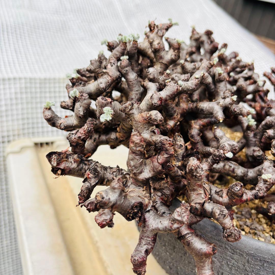 SALE！バランス最高株 休眠明け ペラルゴニウム ミラビレ 現地株 現地球