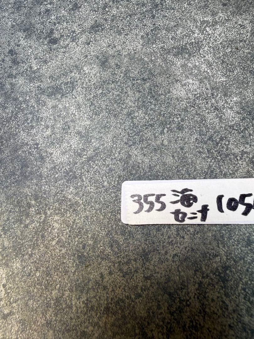 センナ　メリディオナリス　海外実生　発根済み　355