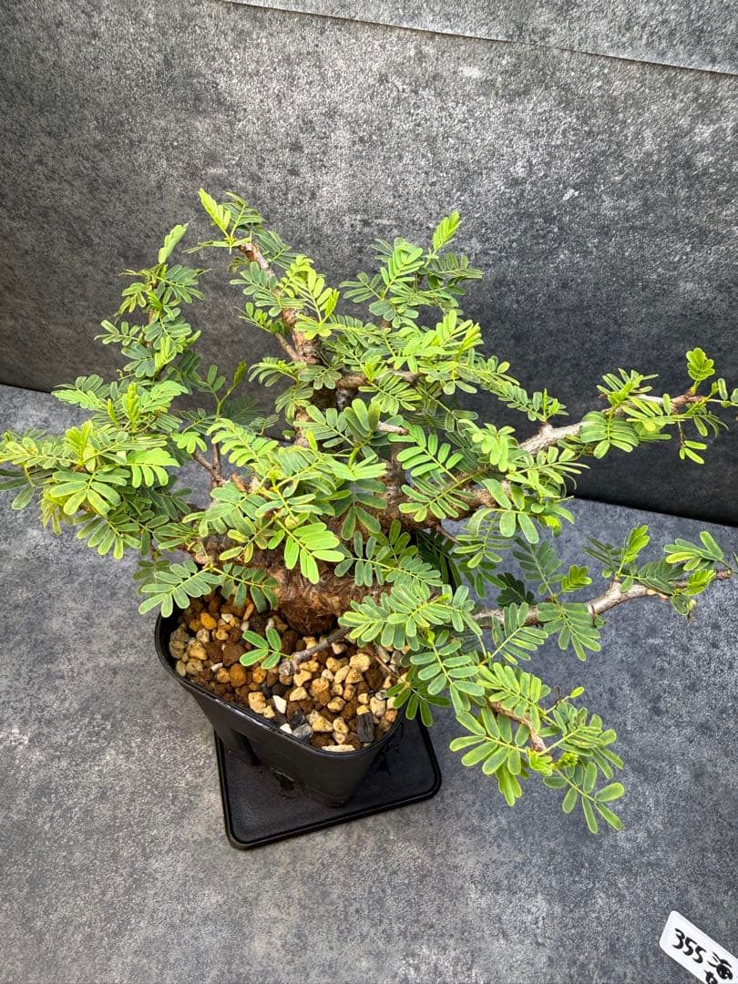 センナ　メリディオナリス　海外実生　発根済み　355