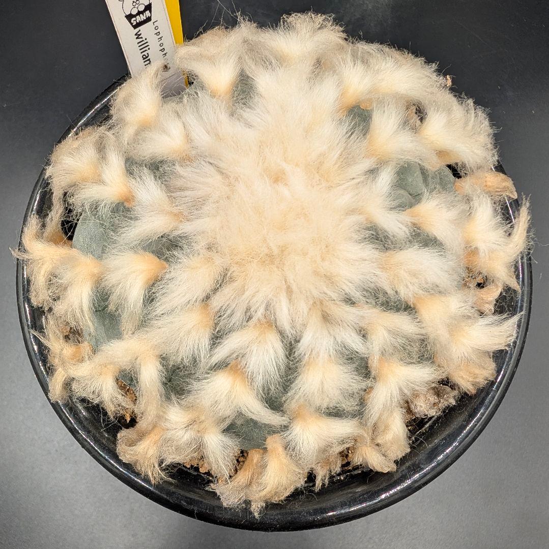 B*k様 ロホホラ 烏羽玉 鉢植え メルカリ便送料込み