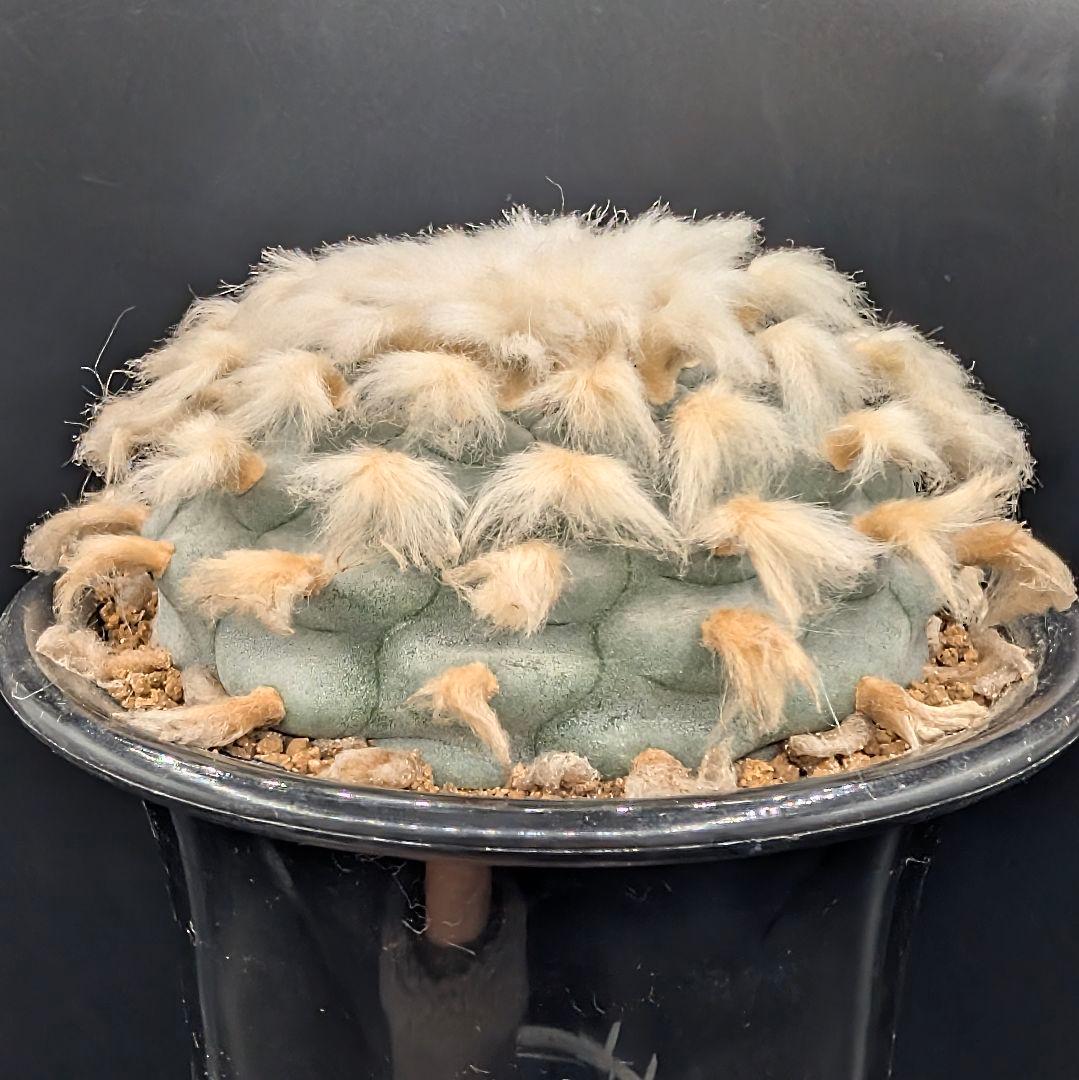 B*k様 ロホホラ 烏羽玉 鉢植え メルカリ便送料込み