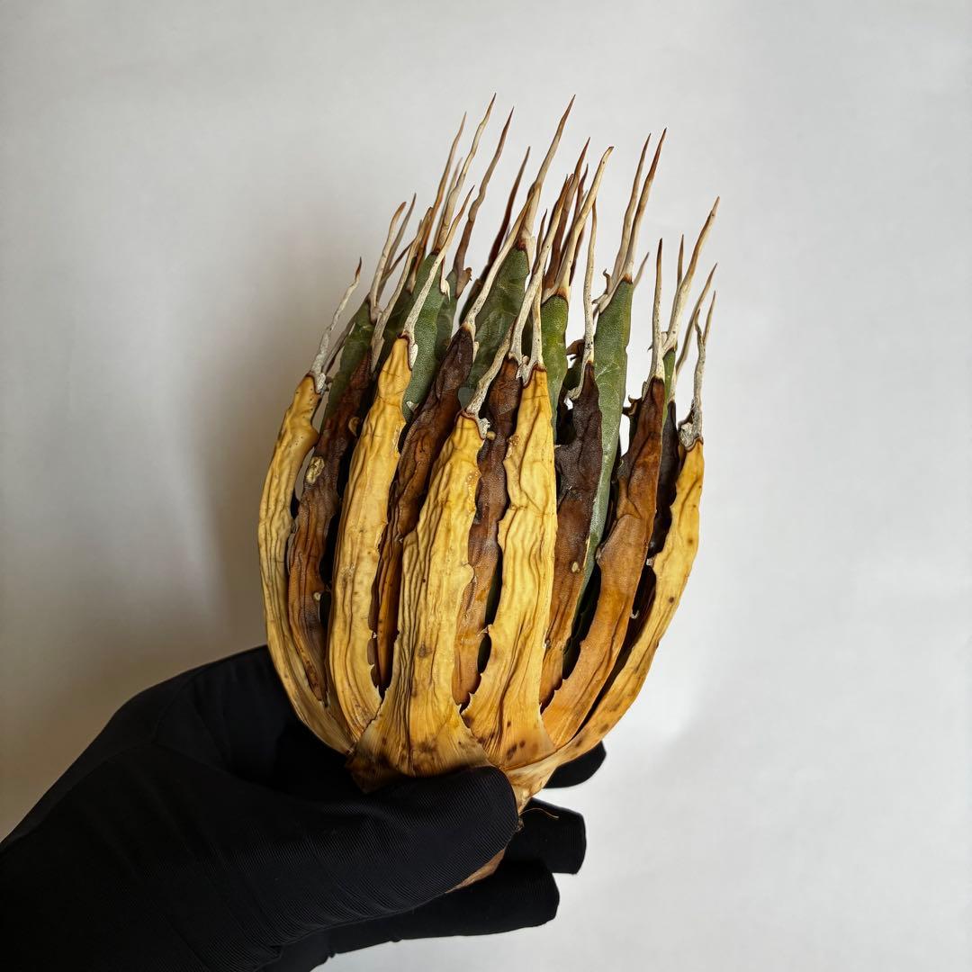 ★アガベ ユタエンシス エボリスピナ陽炎