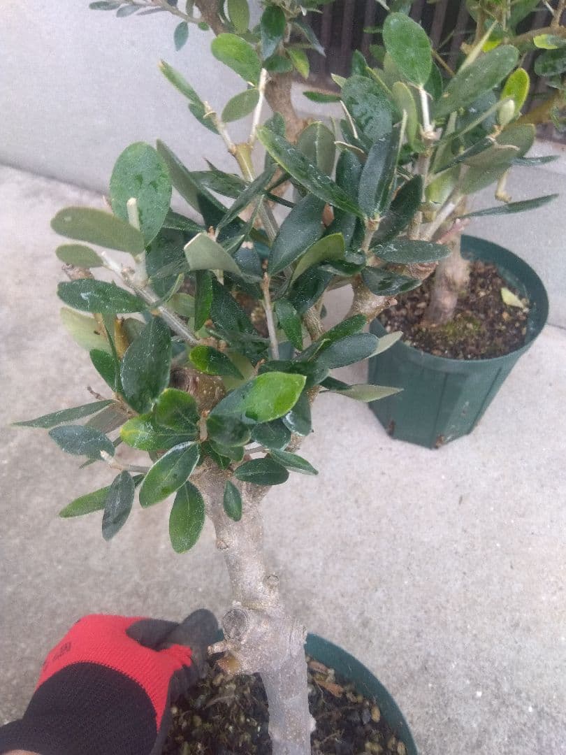 オリーブ　古木　盆栽　５号鉢つき　４鉢セット❗　　⑥