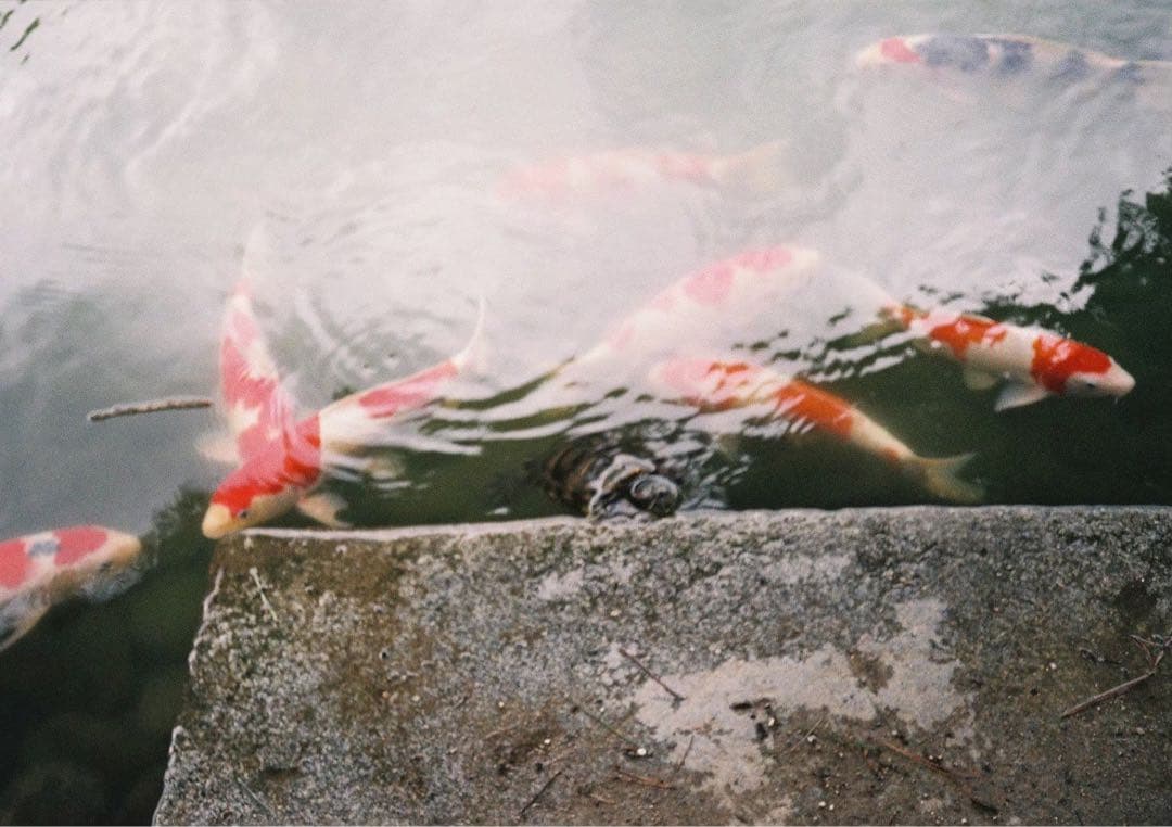 ⭐︎完動品❗️美品❗️Olympus 35 RC コンパクトフィルムカメラ⭐︎