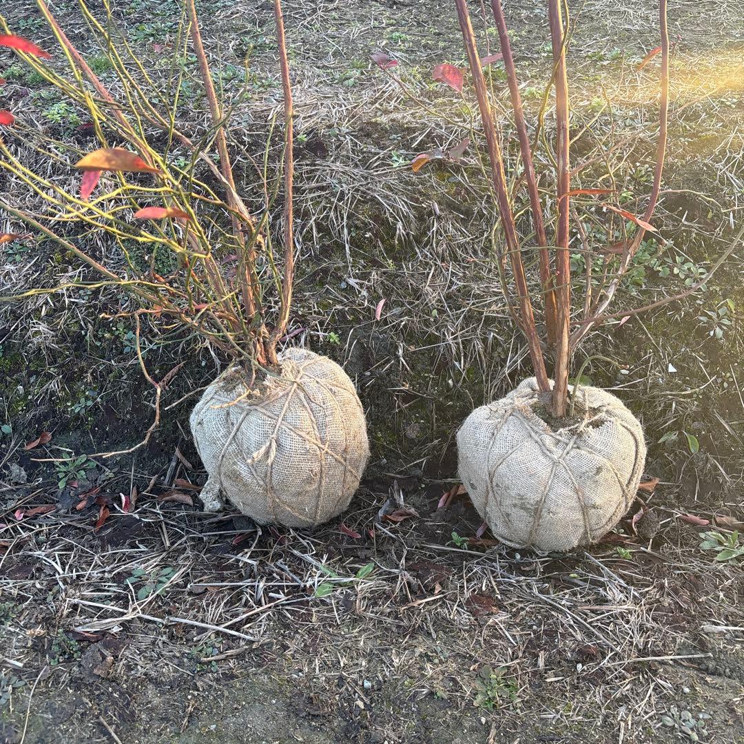 ご注文品　ブライトウェル＆フェスティバル　ブルーベリー準大苗セット