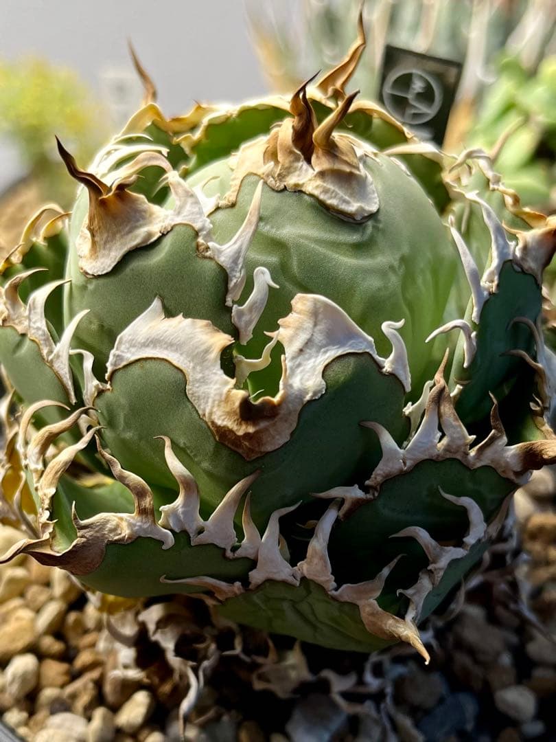 【特選】アガベ チタノタ フィリグリー　ボール型作り込み株　コレクション株