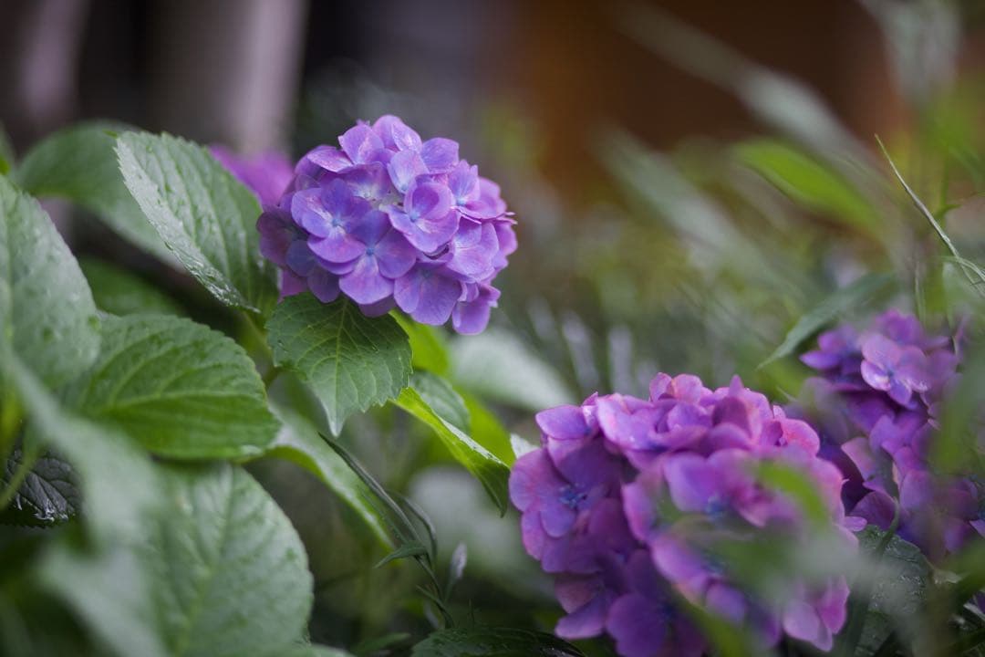 Canon EF 85mm F1.8 USM 【訳あり】