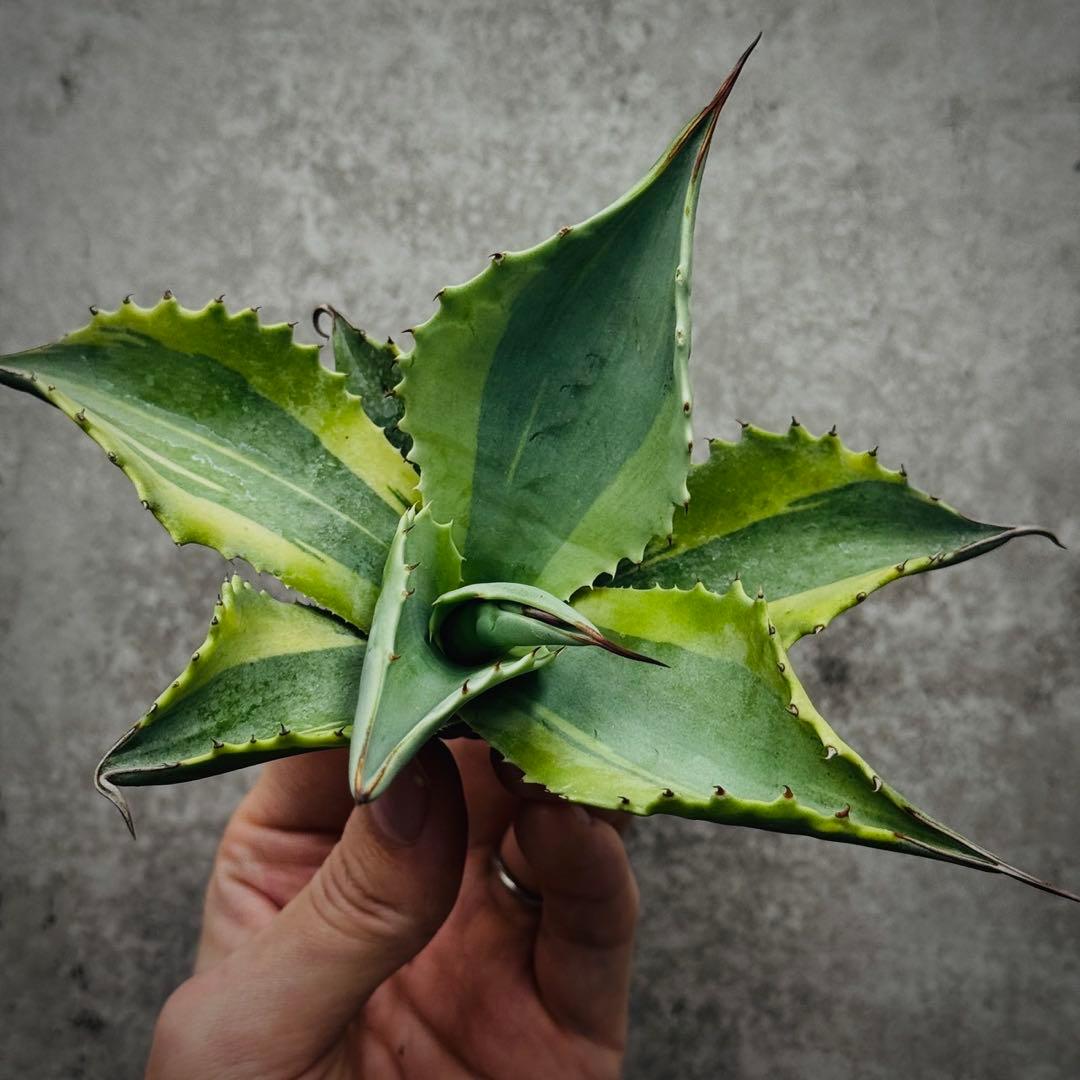 芋*祭様 多肉植物・アガベ・オルカ・斑入り・SSS級美株