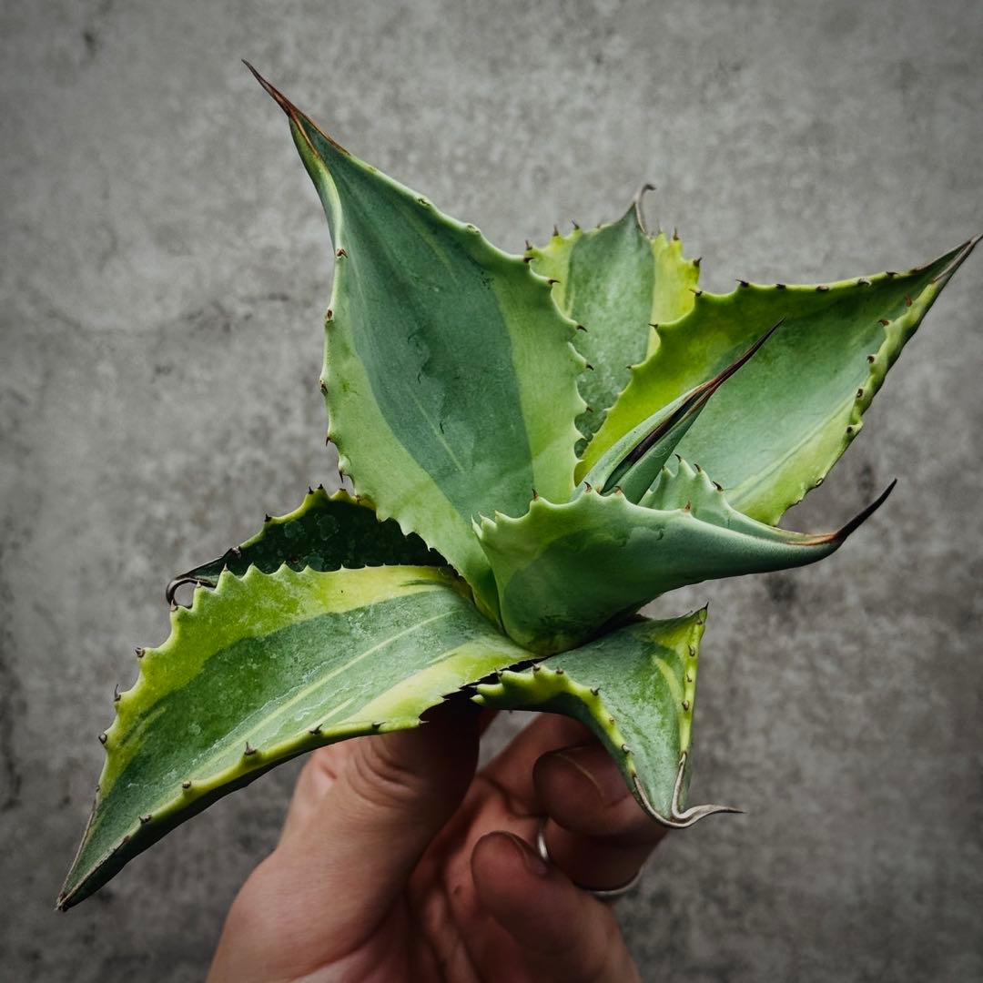 芋*祭様 多肉植物・アガベ・オルカ・斑入り・SSS級美株