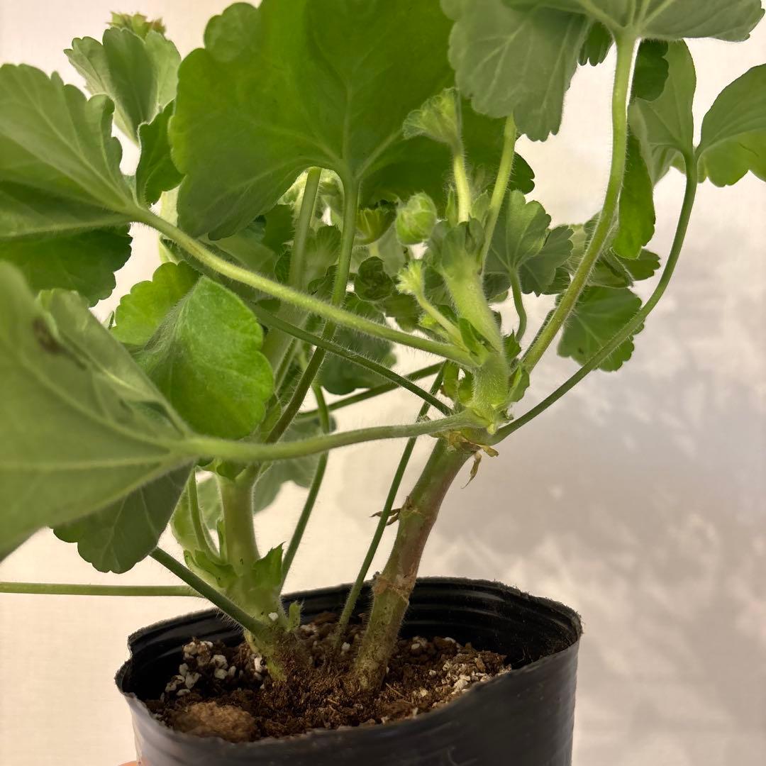 希少品種ゼラニウム　レア品種ゼラニウム　珍しいゼラニウムADL01