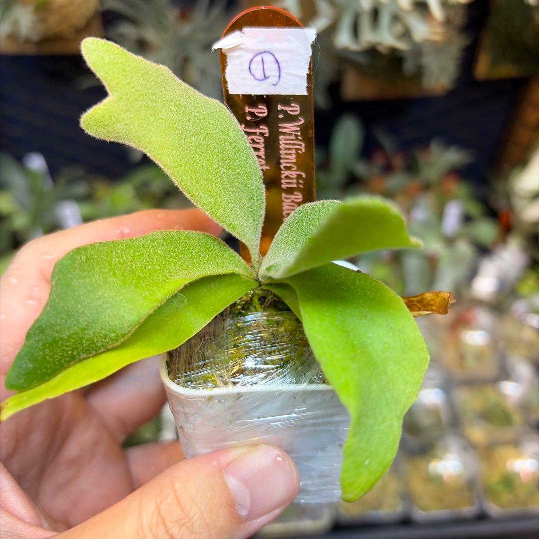 willinckii Bacteria×Ferret①