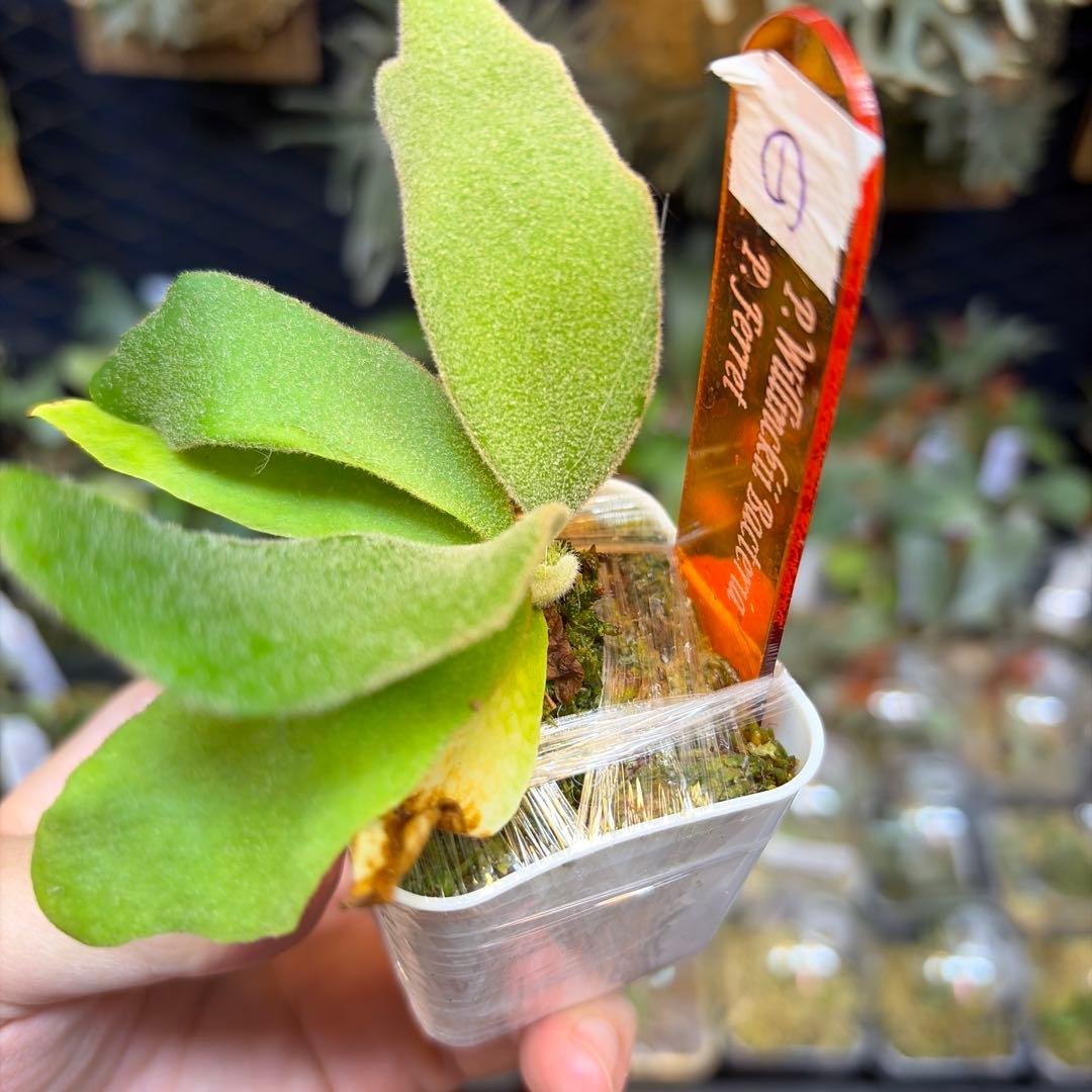 willinckii Bacteria×Ferret①