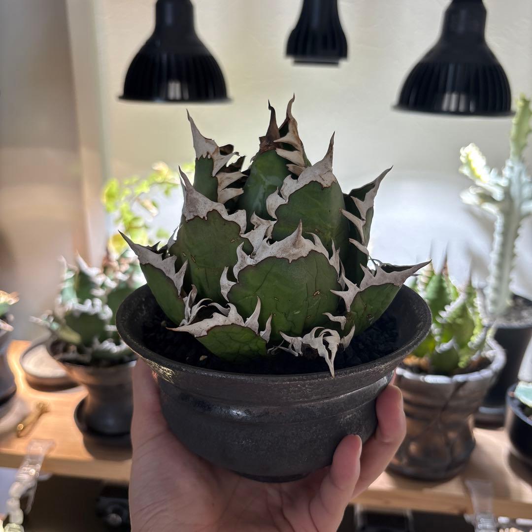 コレクション株　レッドキャット　大株　地獄猫　ゴリ猫　鉢付き