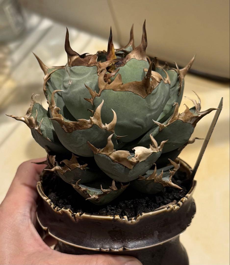 【鉢ごと発送】アガベ チタノタ 鳳凰(阿修羅)活着済み！【強バンド・丸型・青葉】