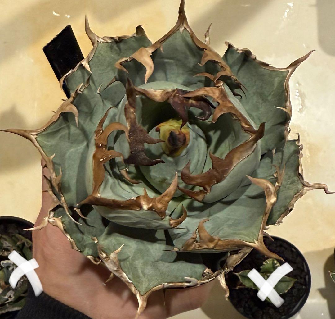 【鉢ごと発送】アガベ チタノタ 鳳凰(阿修羅)活着済み！【強バンド・丸型・青葉】