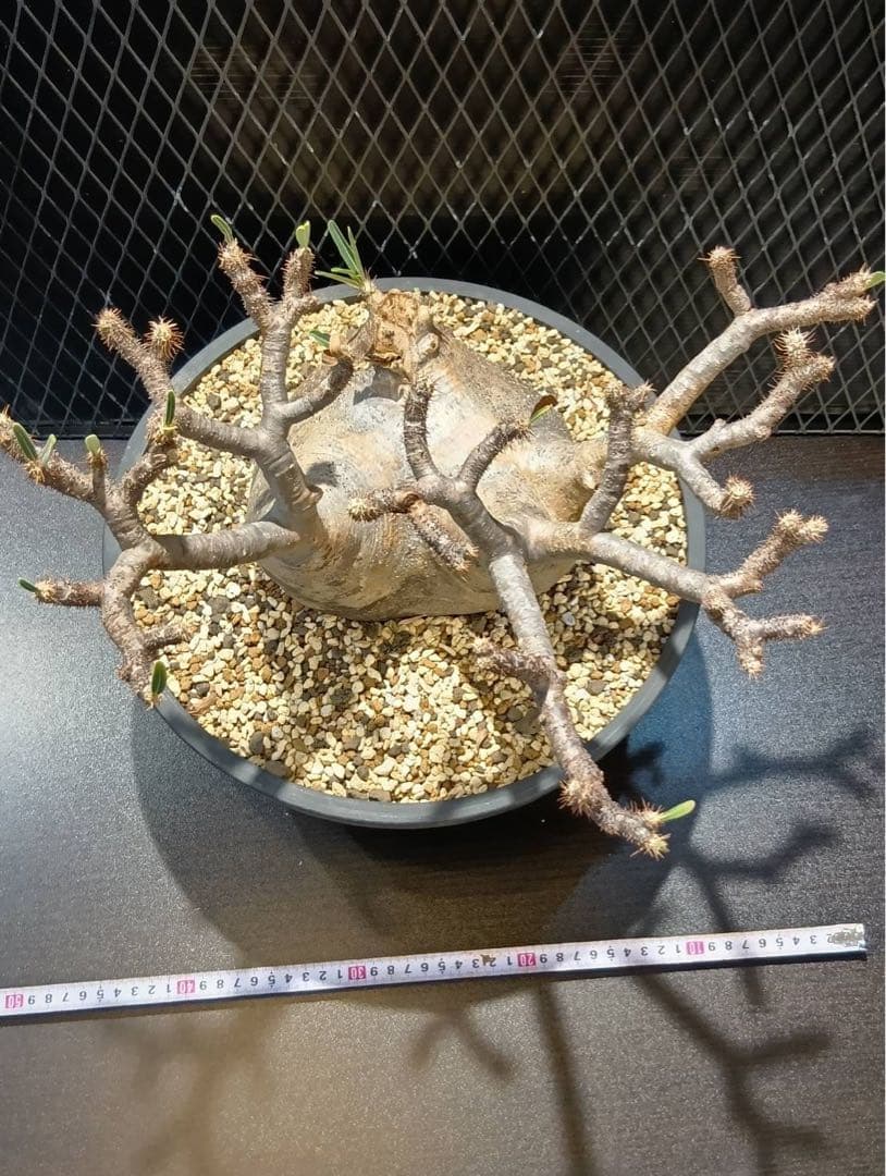 は*@様 グラキリス　現地球　大株