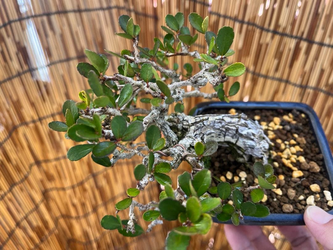 ✨✨✨オキナワハリツリマサキ【◎良品素材】検/ハート実♪happyセール♪