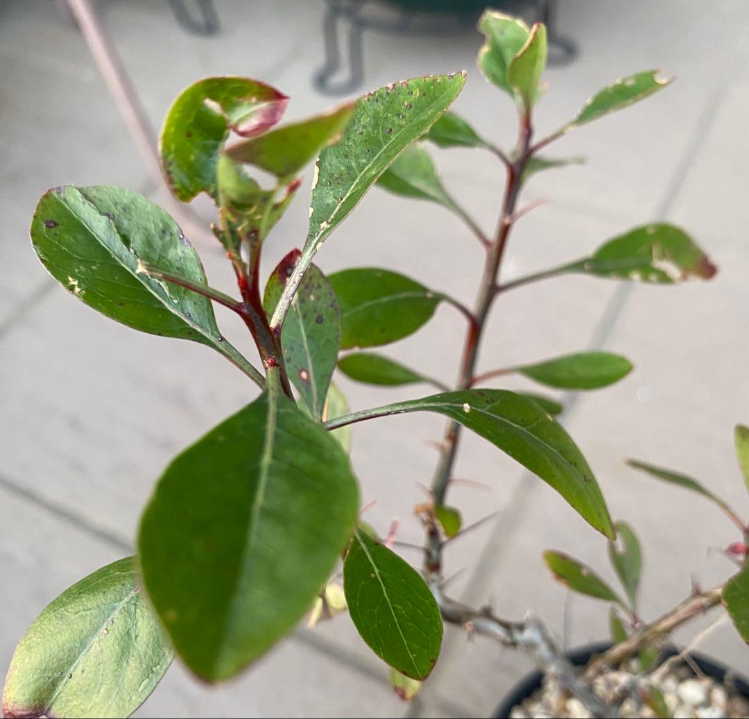 妖*屋様 妖塊屋様　フォークイエリア　ハイブリッド　プルプシー×ファシクラータ