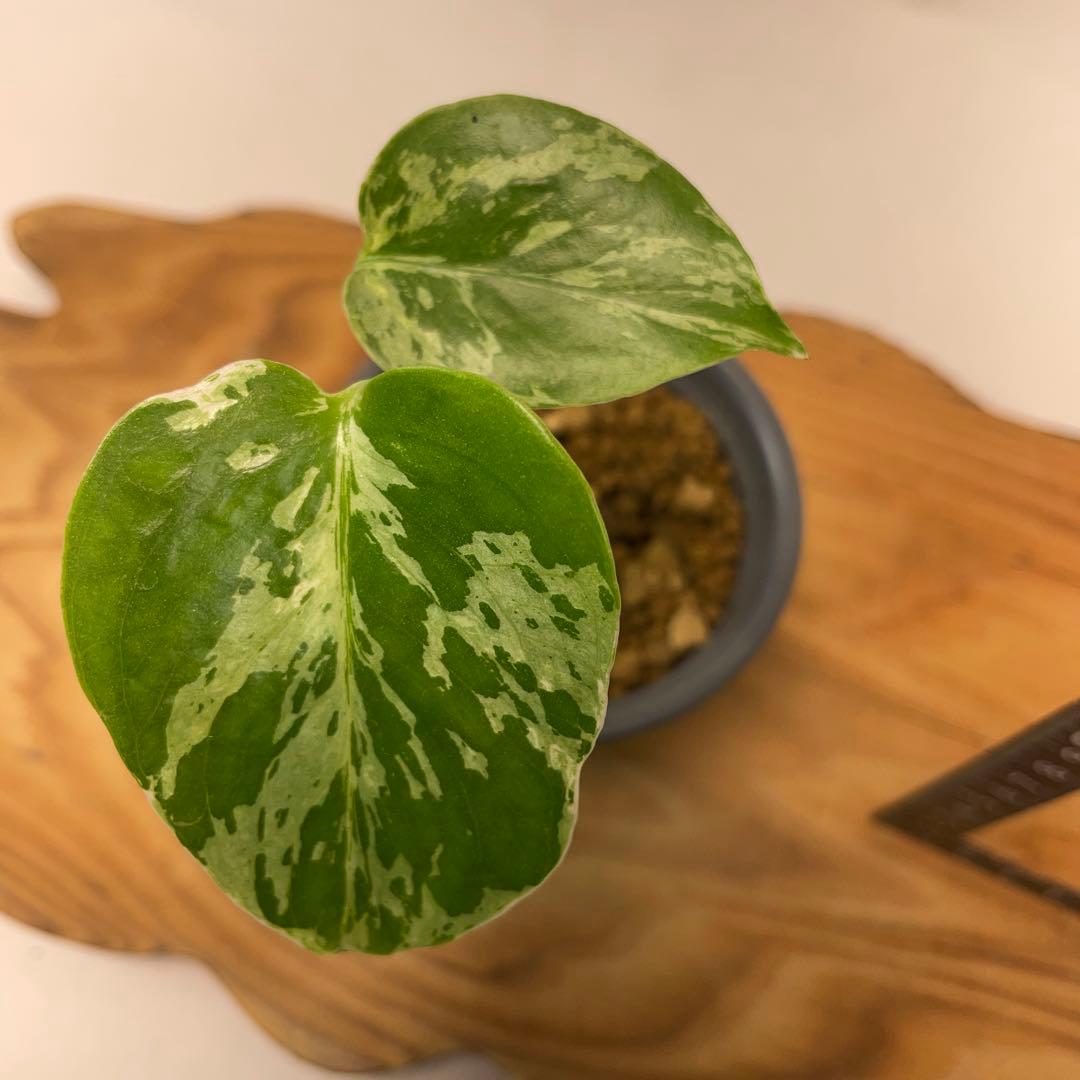 p*t様 L032品種保証！斑入り保証！モンステラ バルバソー フシギダネ　順化