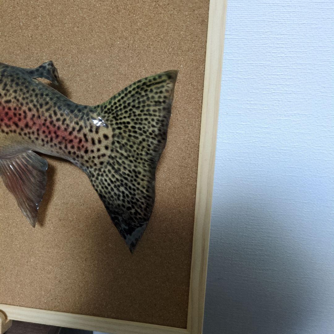 魚類剥製　ニジマス　雄　57㎝　魚剥製
