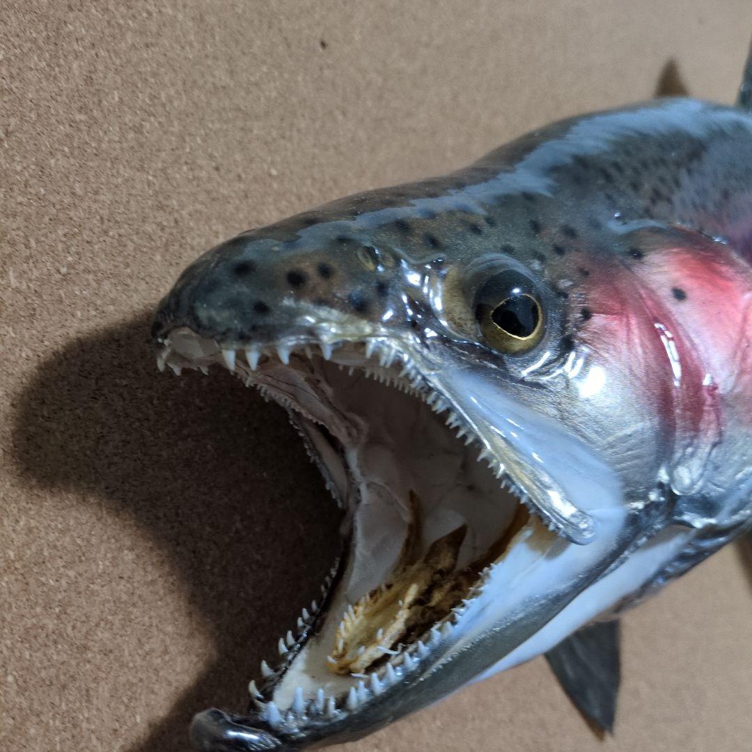 魚類剥製　ニジマス　雄　57㎝　魚剥製
