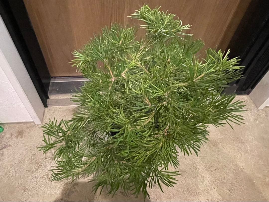 超美株　バンクシア　バースデーキャンドル　W約43cm