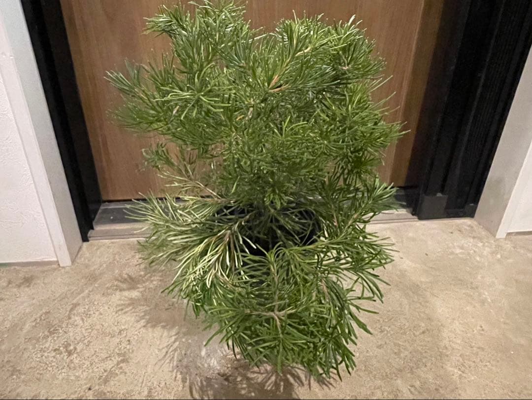 超美株　バンクシア　バースデーキャンドル　W約43cm