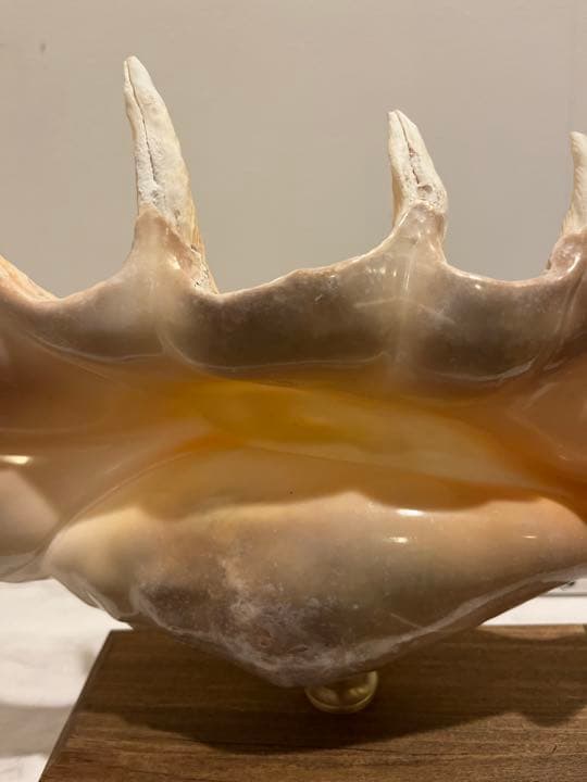 クモガイ 標本 貝殻 インテリア アート アンティーク 貝 オブジェ 雑貨