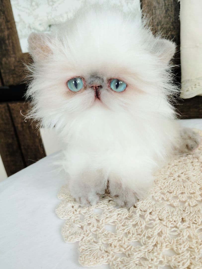 ヒマラヤン♡子猫のミミちゃん♡アートドール♡ぬいぐるみ♡