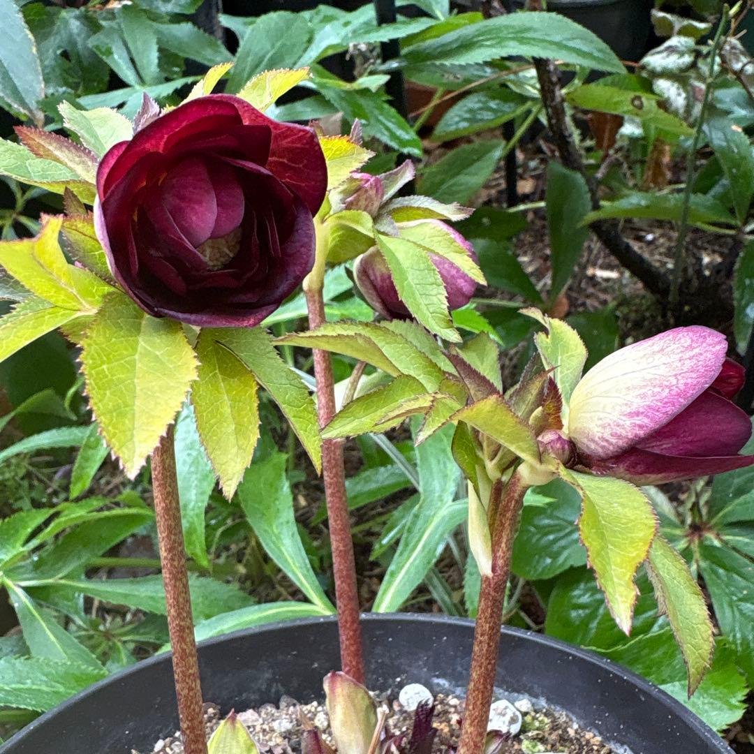 クリスマスローズ 開花株⭐︎