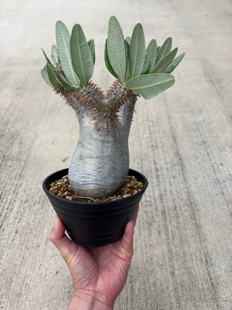 パキポディウム　ブレビカリックス